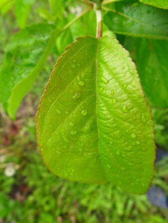 Drop of dew in morning on leaf with sun light after rainの写真素材