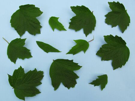 Pattern of fresh green leaves on a blue backgroundの写真素材