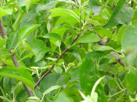 Green leaves backgroundの写真素材