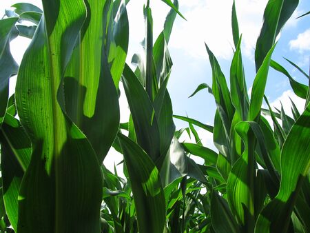Detail of the Maize Stalk with the blue cloudy Skyの写真素材