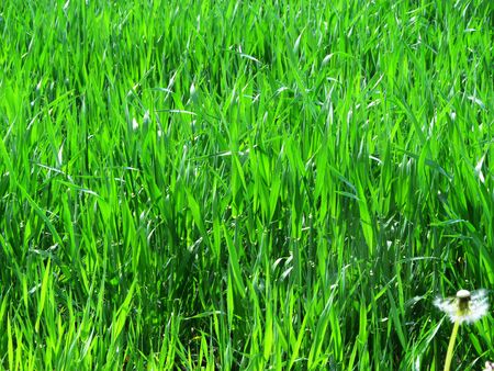 wheat field, wheat field, wheat, green background, young wheat on the fieldの写真素材