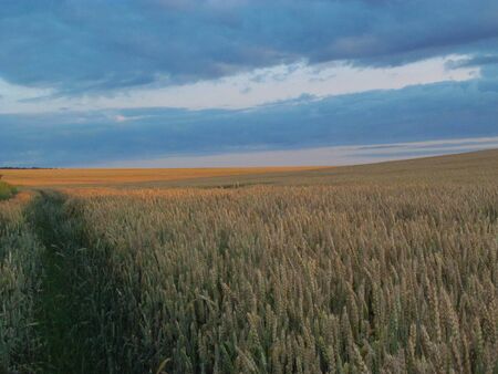 Relief on the wheat field in the morning sunの写真素材