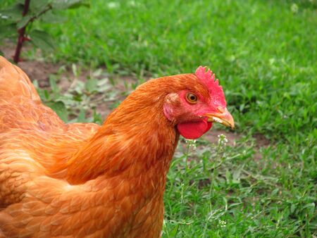 Image of head of hen on a natural background.の写真素材