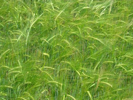 Green lush barley and flowering grass, backgroundの写真素材