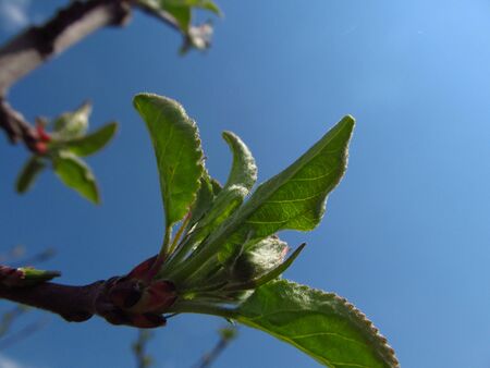 apple flower in the spring gardenの写真素材