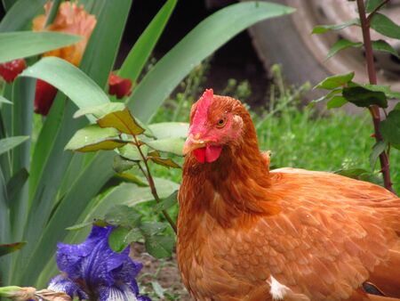 Image of head of hen on a natural background.の写真素材