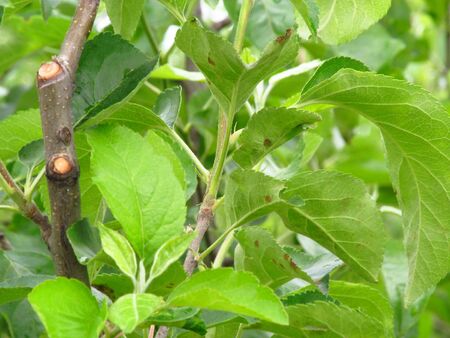 Green leaves backgroundの写真素材