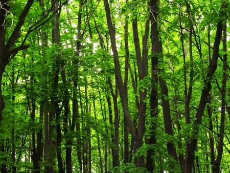 Forest, green background, plants, texture of trees of spring day.の写真素材