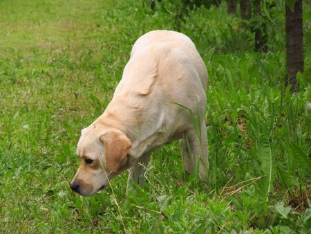beautiful labrador is walking in the gardenの写真素材