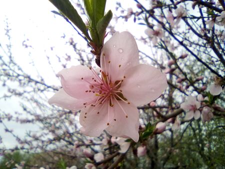 Peach flower in macro photography. Drops of dew on the flowerの写真素材