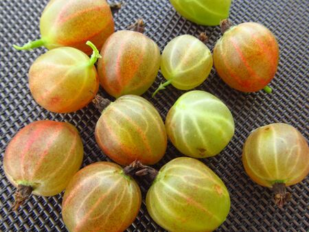 Summer fresh berries red gooseberries and green gooseberries on the table with leaves with grey backgroundの写真素材
