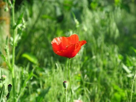 Red poppy flower close upの写真素材