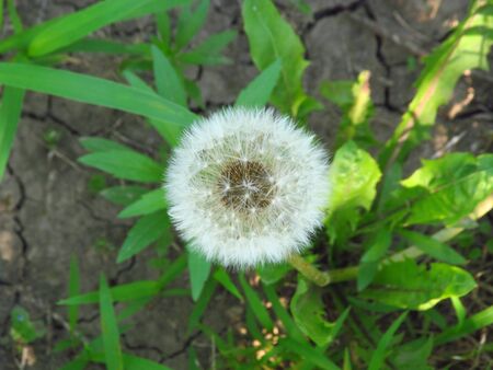 dandelion blowing seeds in the wind.の写真素材