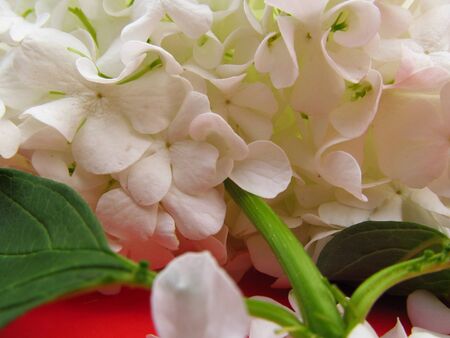 Hydrangea petals on a red background, white texture, green leafletsの写真素材