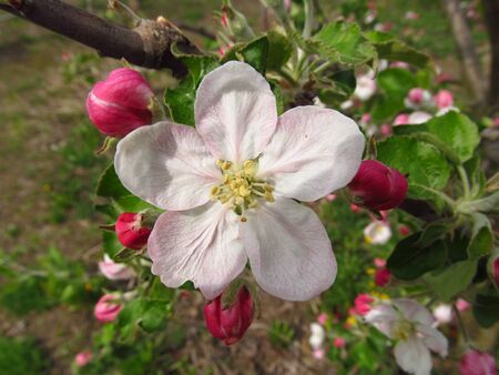 Apple flower, flowers on a tree, blossoming garden, sunny dayの写真素材