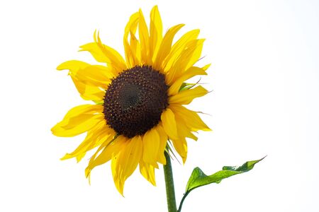 Lonely sunflower on a white background is bathed in sunlightの写真素材