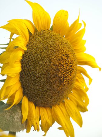 On the field of sunflowers with morning sunlight. Field of sunflower farming plantations. Sunflower head closeupの写真素材