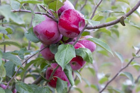 Florina, sometimes Querina, winter variety of home-made apple, Ripe fruit on a branch covered with dew from the rain. Vitamins. Vegetarian food. Selective focus.の写真素材