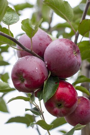 large ripe apples clusters hanging heap on a tree branch in an intense apple orchard. Dewdrops. Vitamins. Vegetarian. Selective focus.の写真素材