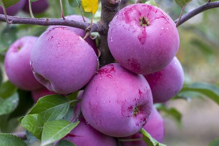 Florina, sometimes Querina, winter variety of home-made apple, Ripe fruit on a branch covered with dew from the rain. Vitamins. Vegetarian food.の写真素材