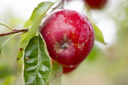 large ripe apples clusters hanging heap on a tree branch in an intense apple orchard. Dewdrops. Vitamins. Vegetarianの写真素材