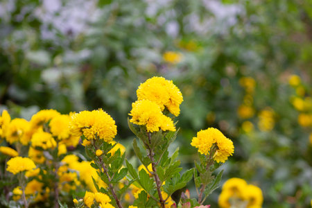 Greenhouse with white and yellow chrysanthemums. Flowers on a flowerbed.