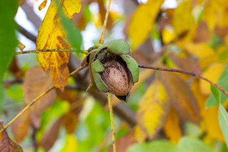 Walnuts on the tree Ripe walnuts popping out of their shell.