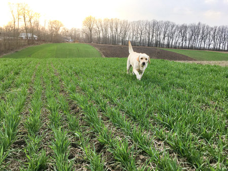Blanket of green winter wheat plants sown on tubers in a ravine. Woodland in the valley and a...