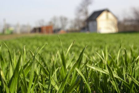 Leaves of young zoeno wheat growing on a field near a farmer's house.の写真素材