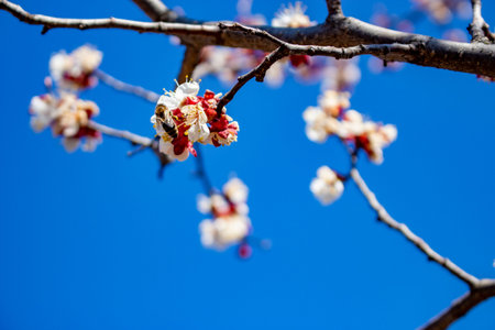 Frosting of apricot inflorescences, the destruction of spring frosts. Monilia is a fungal disease...