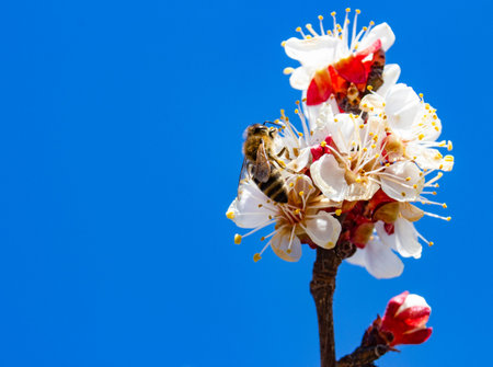 A branch with inflorescences against a background of blue sky and a bee that collects honey from the...