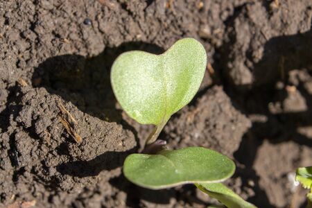 Recently sprouted cabbage seedlings, agriculture and growing vegetables and seedlings in greenhousesの写真素材