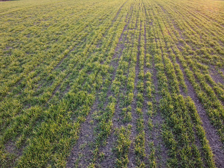 Destroyed wheat and frostbite winter wheat bushes. Reduced grain yields due to bad weather and...