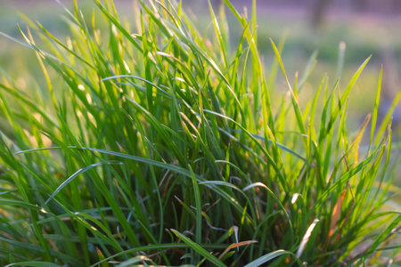 A bush of grass on an unkempt lawn. Not a trimmed lawn. Green grass.