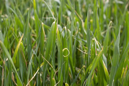 Dried wheat leaf tips, winter wheat disease from herbicide application and low temperaturesの写真素材