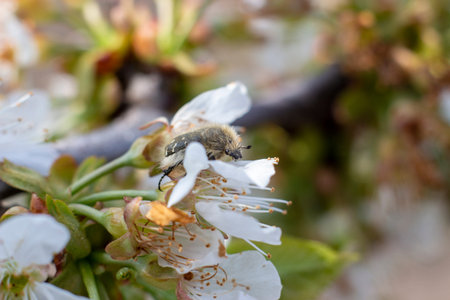 Tropinota hirta insect is a pest of fruits and flowering plants which destroys by feeding on flower...