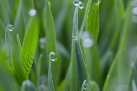 Dewdrops on the tips of a leaf of grass, morning dew on wheat.の写真素材