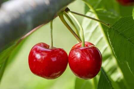 Two red cherries, ripe and beautiful, grow on a branch in the garden.の写真素材