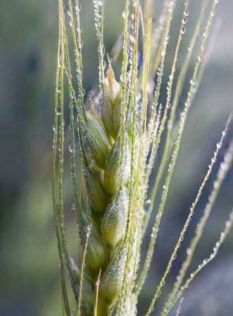 Cream of a spikelet of barley with small drops of morning dew.の写真素材