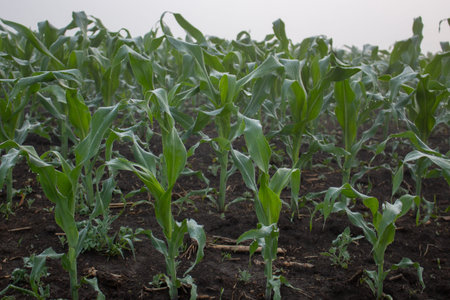 Corn field, the growth of young corn on the field in the morning mist.
