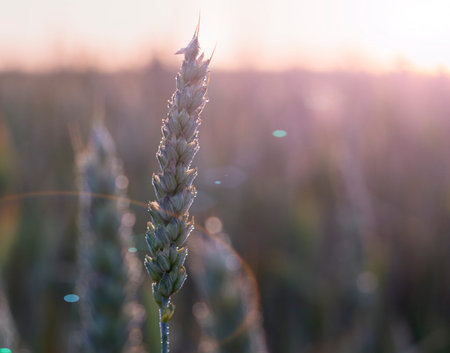 Spikelet of wheat in the morning dew on the background of the shining morning sun, glare in the lens, blur background, selective focus.の写真素材