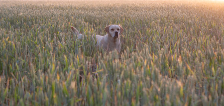 Labrador retriever dog looks into the distance, a field with ears of wheat at dawn.の写真素材