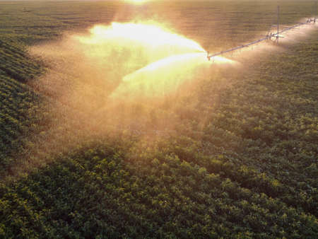 Morning soybean field watering, automatic field watering system, top view.の写真素材