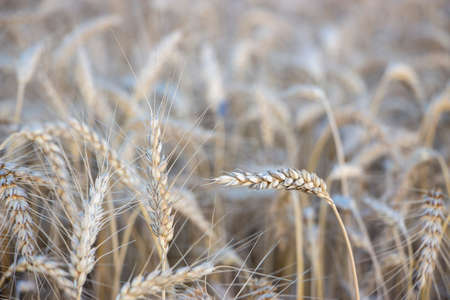 Ripe ears of barley, ready for harvest field of barley.の写真素材