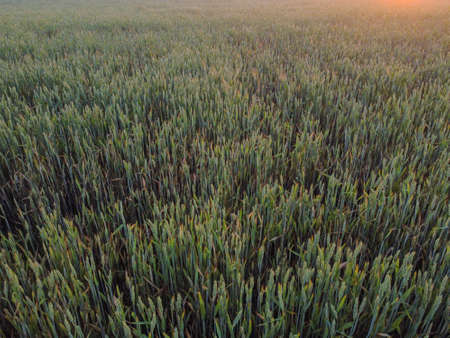Wheat spikelets swing in the wind at setting sun rays. View on the field with young agricultural in the evening summer season.の写真素材
