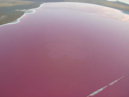 Pink lake from a bird's eye view, top view, quadcopter flight.