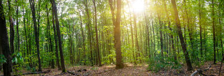 Forest panorama with the sun. Shine of the sun among the green forestの写真素材