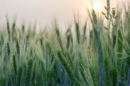 Young green spikelets of barley on the field covered with morning dewの写真素材