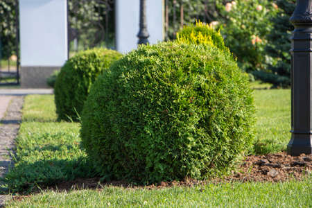 Spherical thuja, landscaping, plants in the backyard.の写真素材