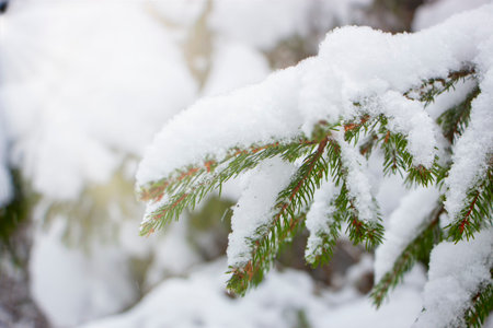 The spruce branch is covered with snow and the sun's rays shine from behind the branches.